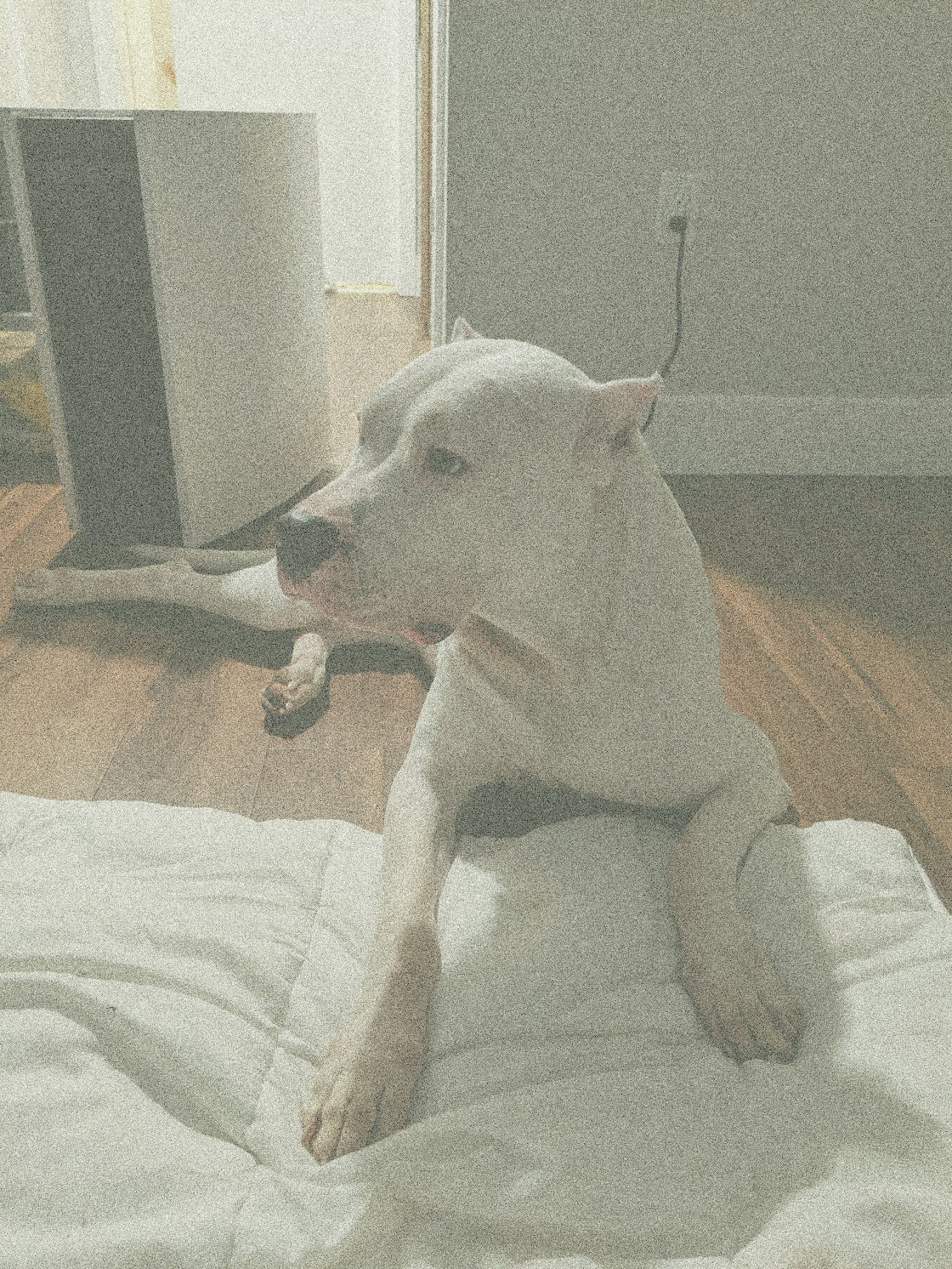 Matcha Filter matcha filter